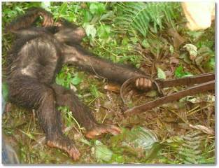 A chimp  trap laid by paochers