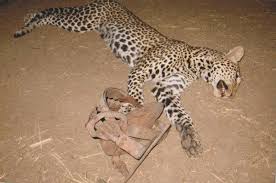 A leopard caught in clamp
