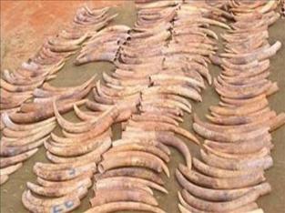 Hundreds of ivory tusks seized on an inter-country border