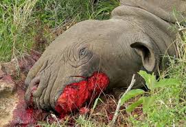 A rhino poached for its horn 