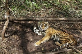 Trapped Sumatran Tiger