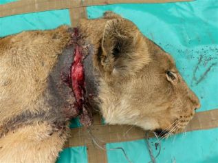 Lioness caught in a wire- snare trap laid by poachers