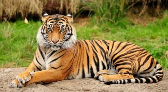 Royal Bengal Tiger Alive